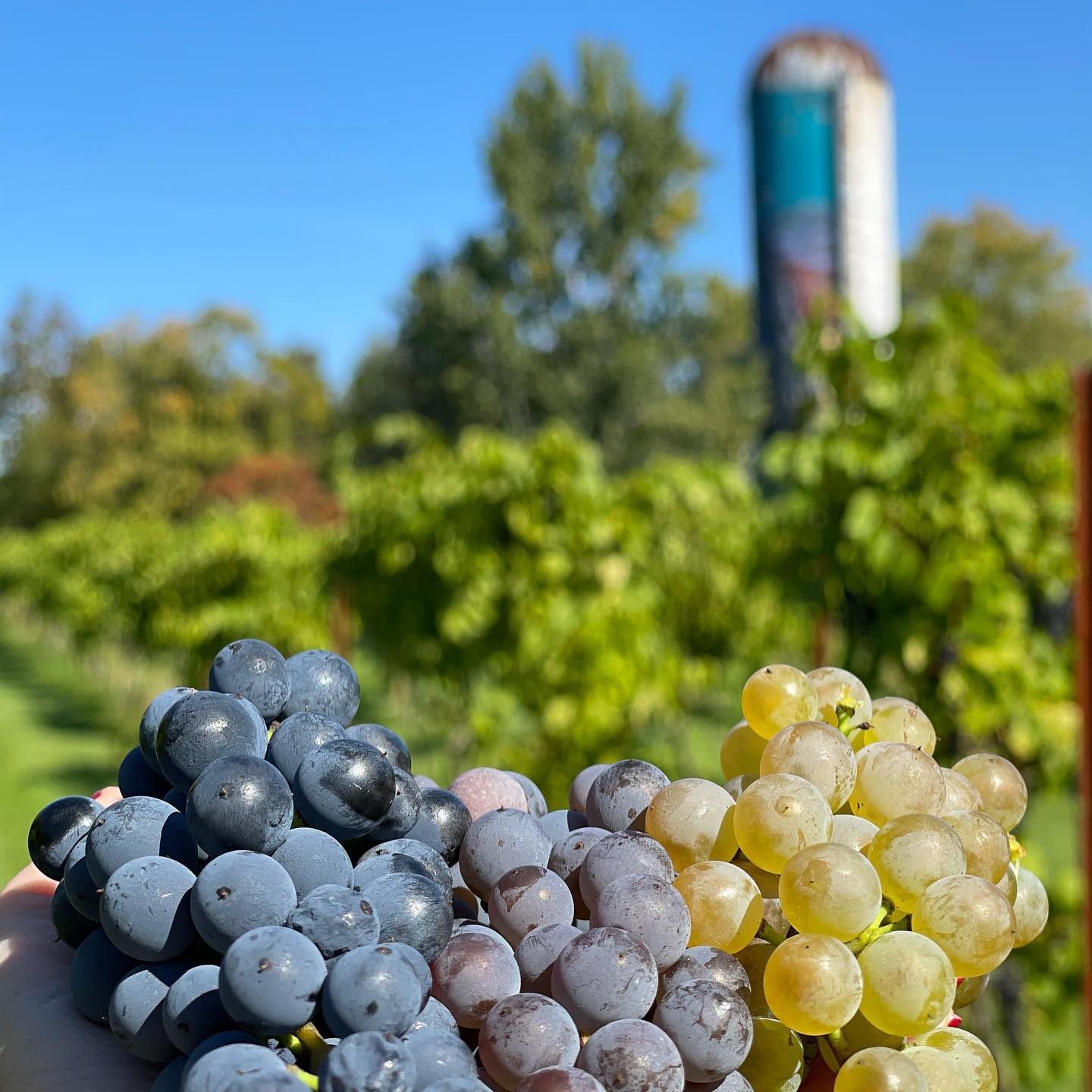 About the vineyard